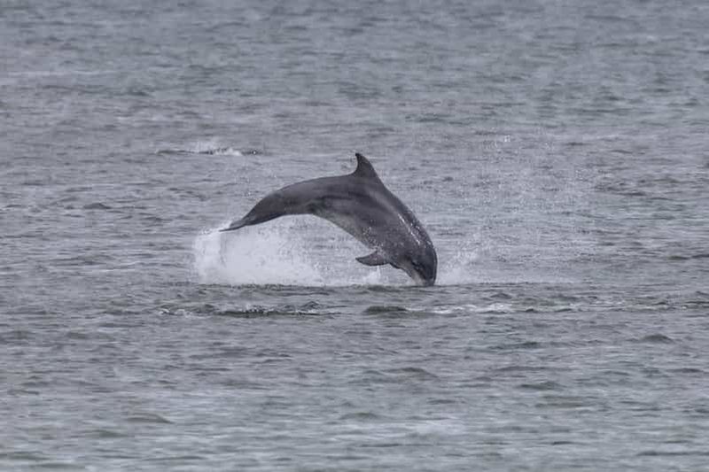 Billet Visite à pied : dauphins et histoire du littoral d'Aberdeen