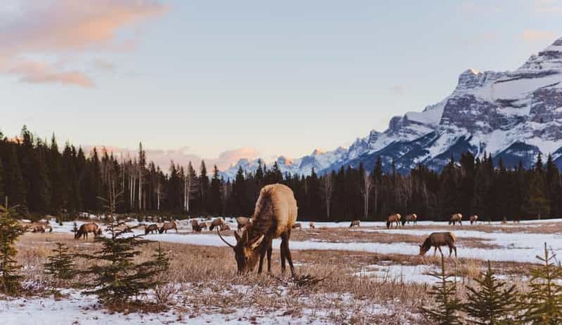 Billet Visite à pied privée de la nature sauvage et de la faune (3 heures)