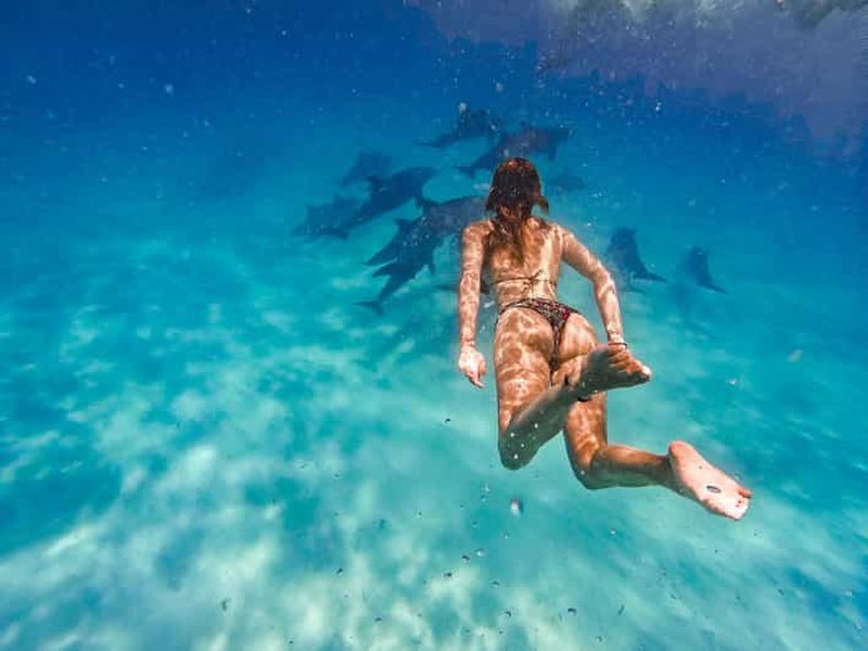 Billet Île de Mnemba : nage avec les dauphins et plongée avec tuba avec déjeuner en option