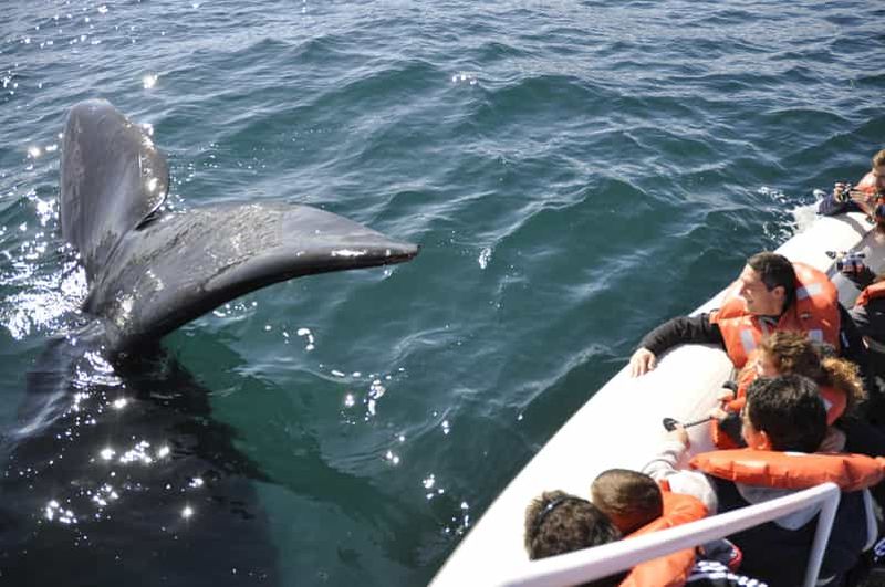 Billet Péninsule Valdés + Observation des baleines - Puerto Madryn, Patagonie