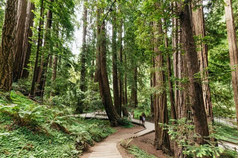 Billet San Francisco : Visite en petit groupe de Muir Woods et Sausalito