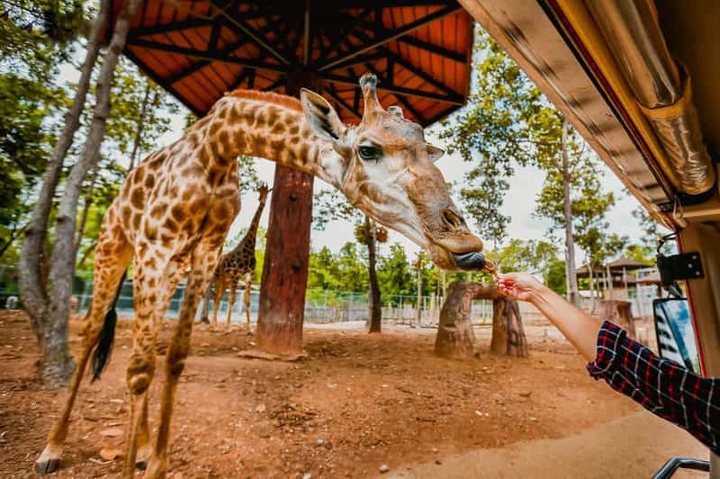 Billet Safari nocturne à Chiang Mai : billet d'entrée avec trajet en tramway