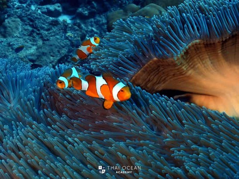 Billet Pattaya : plongée avec masque et tuba et plongée sous-marine (pour débutants)