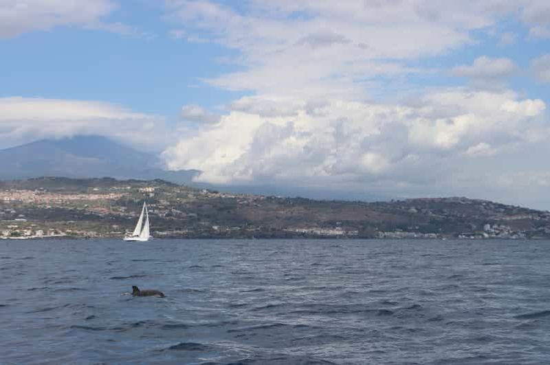 Billet Catane : Expérience de surveillance des dauphins en mer avec Marecamp