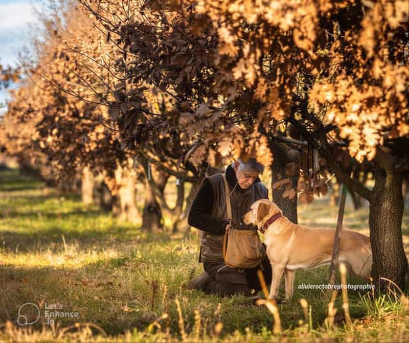 Billet Avignon : chasse à la truffe, Uzès et Pont du Gard, dégustation de vin