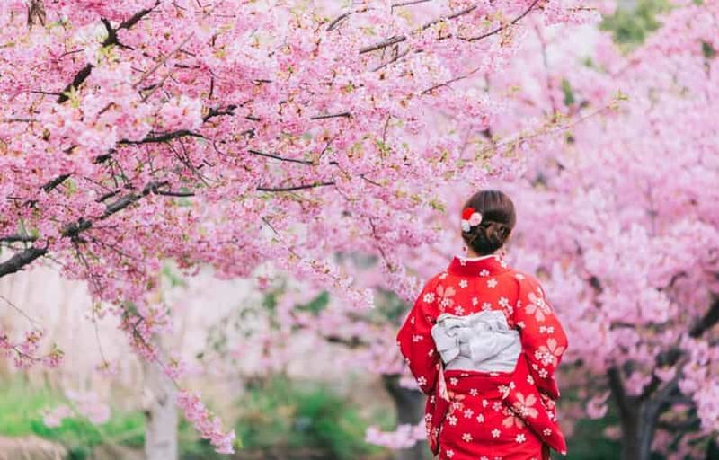 Billet Excursion d'une journée : festival des cerisiers en fleurs de Kawazu, cueillette de fraises et onsen