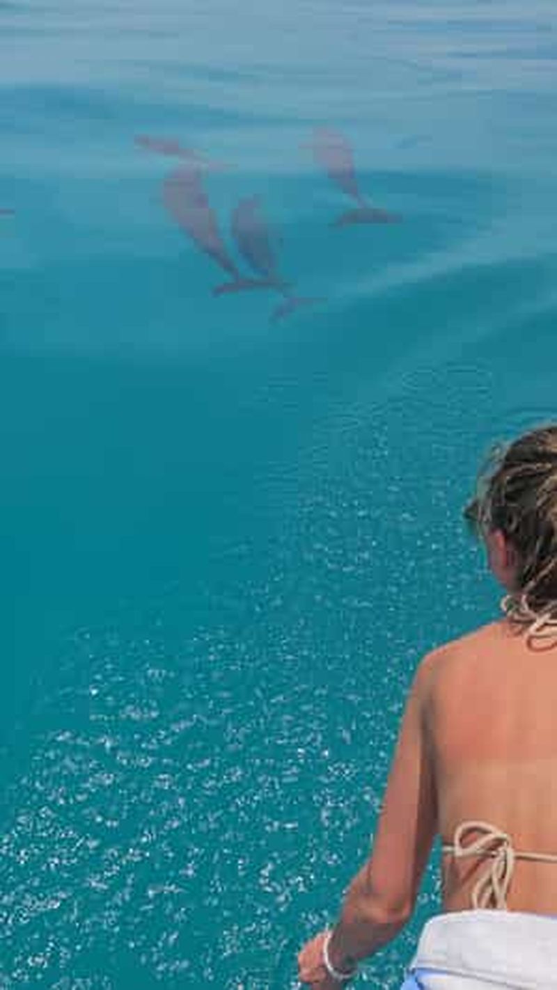 Billet Croisière à la rencontre des dauphins à Dhiffushi