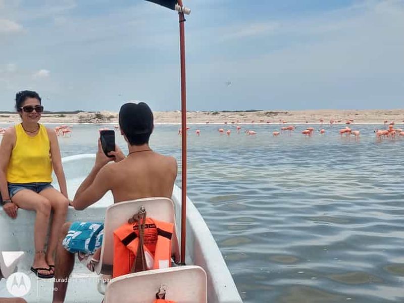 Billet Sortie en bateau privée à Ría Lagartos : flamants roses et crocodiles