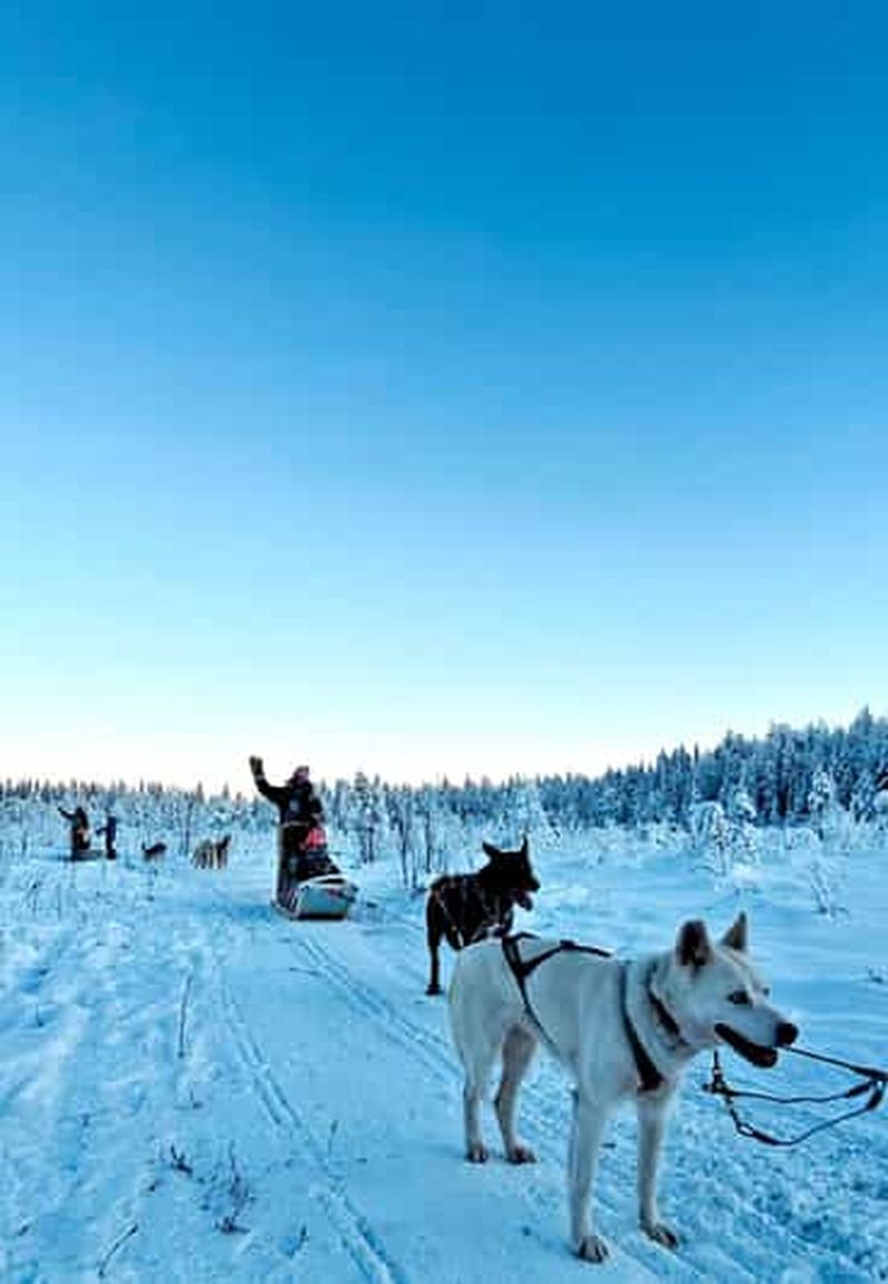 Billet Rovaniemi : safari husky avec transferts et barbecue