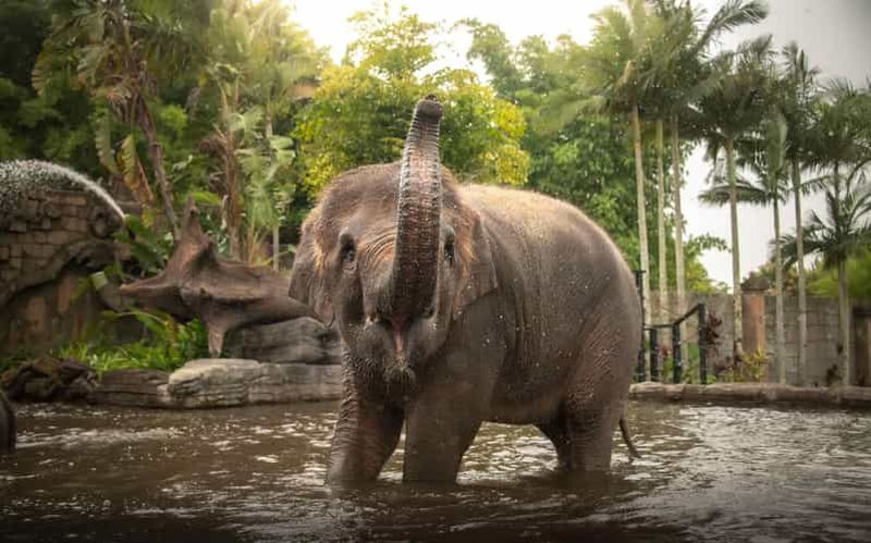Billet Au départ de Brisbane : transfert vers l'Australia Zoo et billet d'entrée