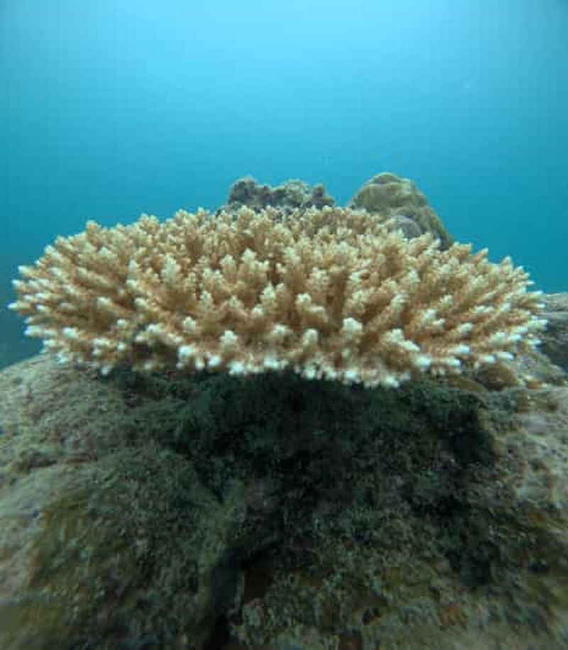 Billet Île Havelock : plongée avec moniteur à Tribe Gate