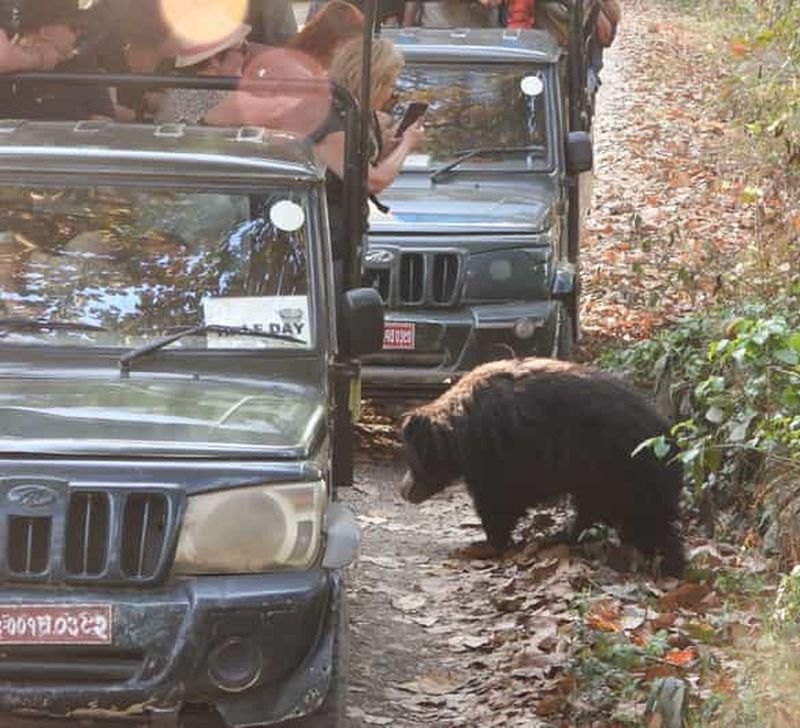 Billet Chitwan : CANOË, OBSERVATION DES OISEAUX ET SAFARI EN JEEP