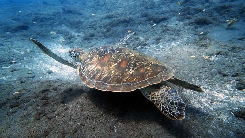 Billet Réunion : baptême de plongée au Cap Lahoussaye