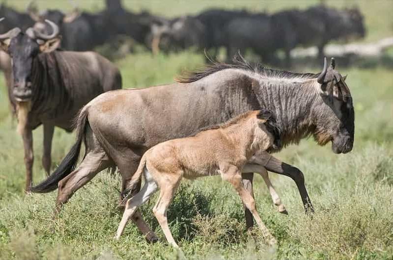 Billet Serengeti : Safari migration de 3 jours avec vol en montgolfière