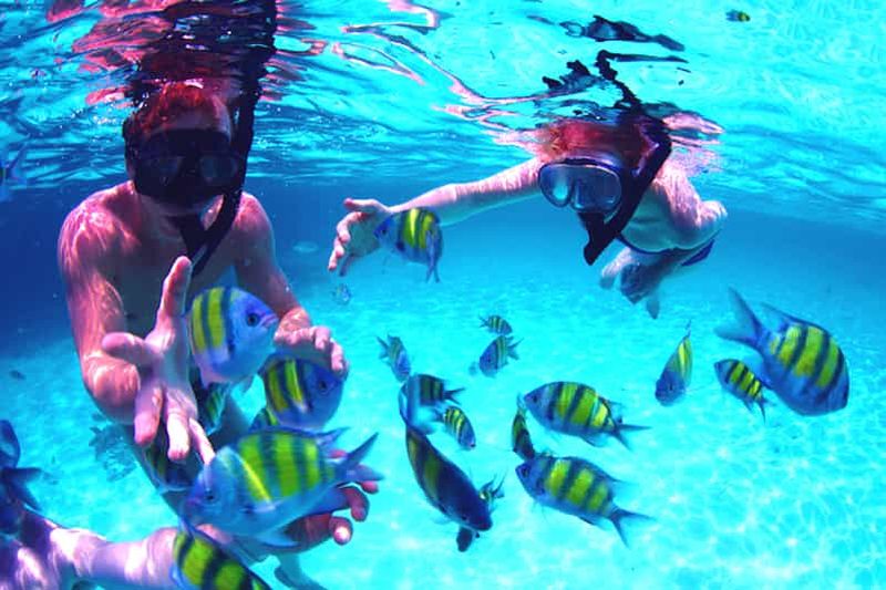 Billet Depuis les Émirats arabes unis : Musandam Khasab Excursion d'observation des dauphins avec déjeuner