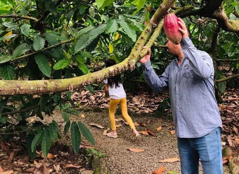 Billet San Carlos : Visite guidée de l'art de la fabrication du chocolat à Don Olivo