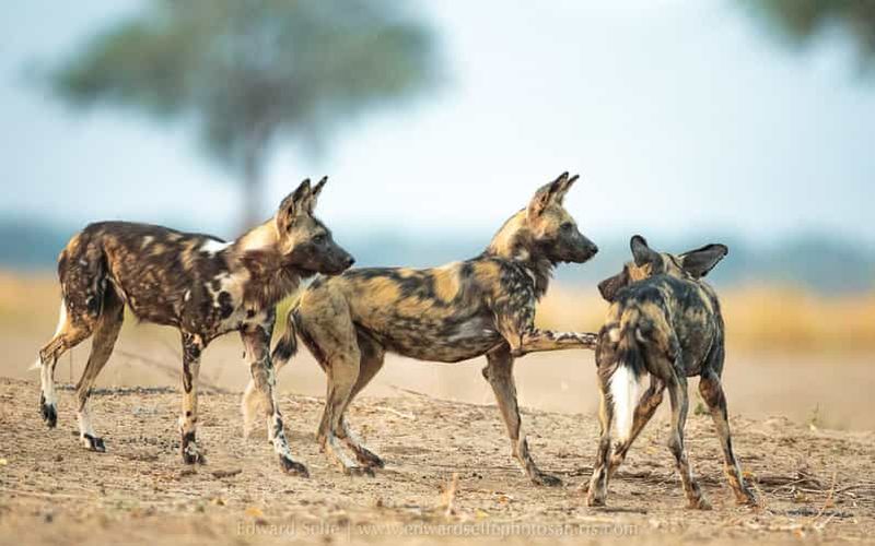 Billet SAFARI DE LUXE DE 3 JOURS DANS LE PARC DE SELOUS/NYERERE AU DÉPART DE ZANZIBAR