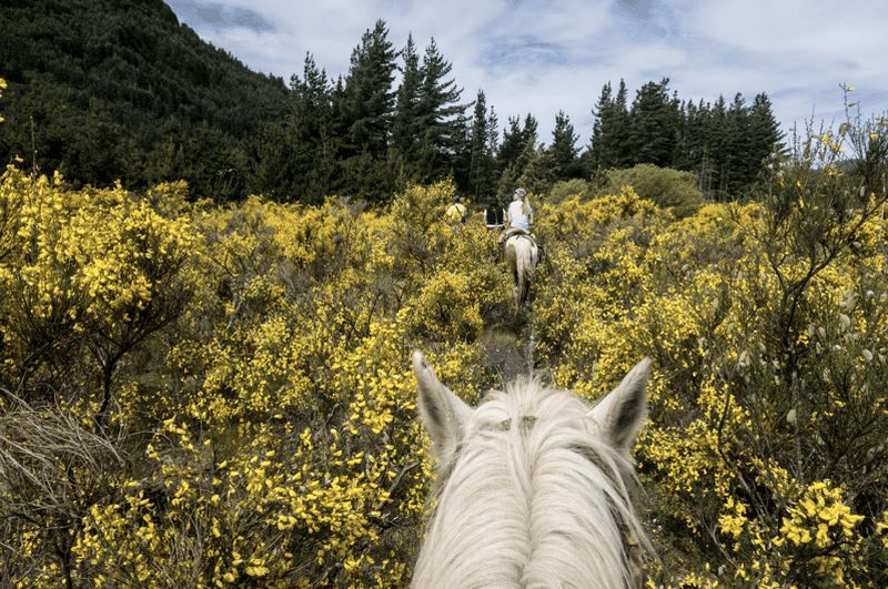 Billet Andalousie, Espagne : safari à cheval avec pique-nique gastronomique