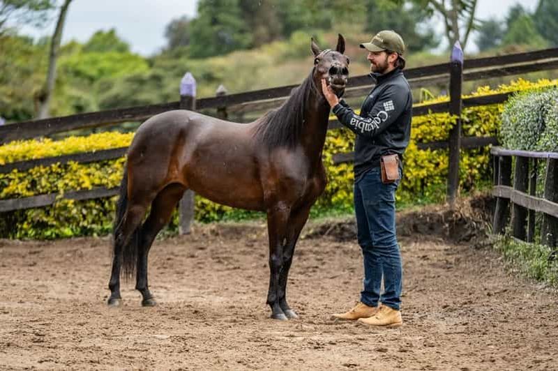 Billet Bogotá : visite guidée d'un élevage de chevaux Paso Fino