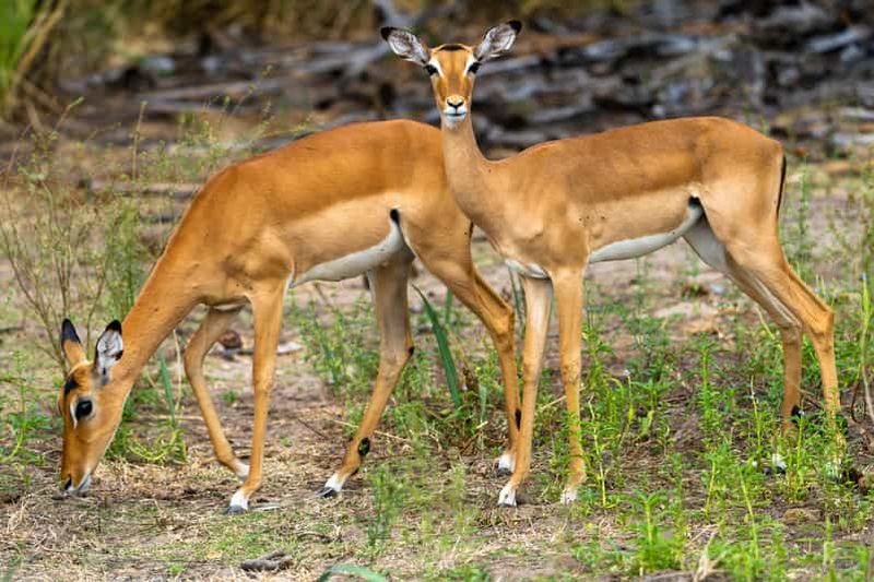 Billet Arusha : safari de 3 jours avec montgolfière pour les jeunes mariés