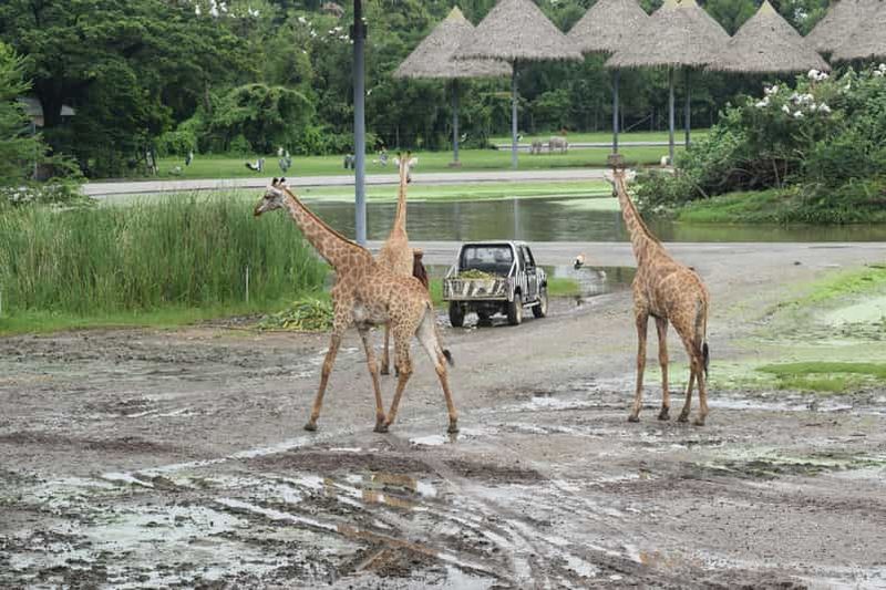 Billet Bangkok Safari & Marine Park