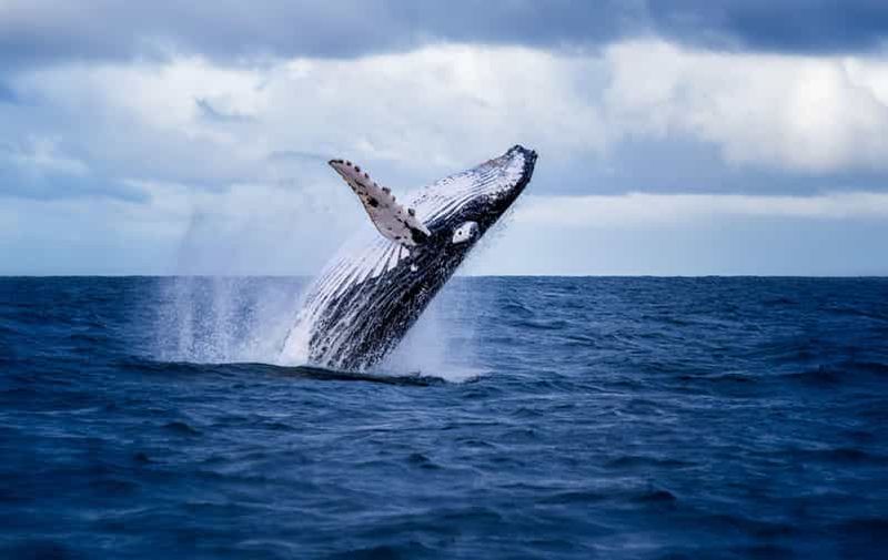 Billet Akureyri : Excursions d'observation de baleines