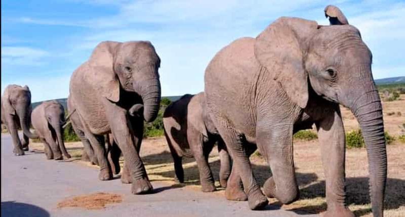 Billet Visite de 2 jours du parc national des Éléphants d'Addo : Port Elizabeth