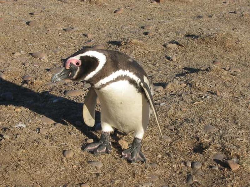 Billet Excursion d'une journée à Punta Tombo avec les pingouins