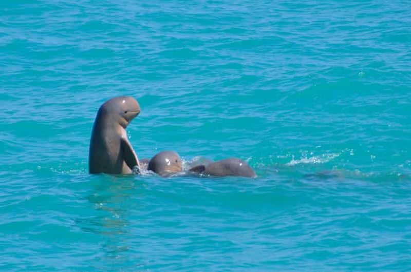 Billet Broome : Croisières pour les dauphins à nageoires jaunes