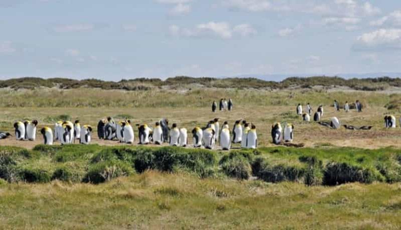 Billet Visite privée de la réserve naturelle du pingouin royal depuis Ushuaia