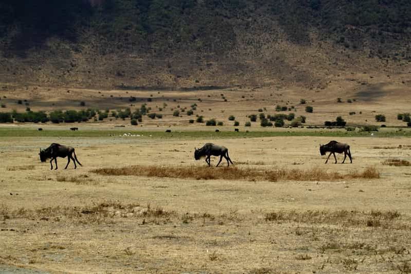 Billet 3 jours au Serengeti et au Ngorongoro, départ et arrivée à Zanzibar, vols inclus