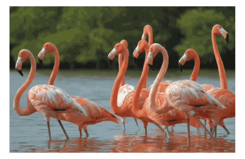 Billet Río Lagartos : excursion d'observation des flamants roses et visite en bateau