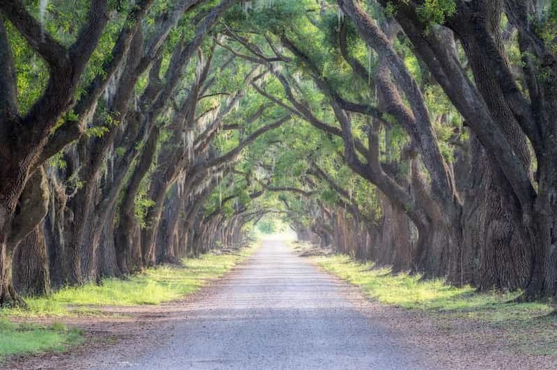 Billet Bayous and Byways, Oak Alley Plantation et visite des marais en kayak