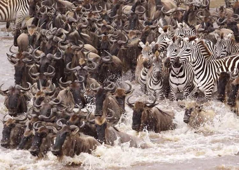 Billet Tanzanie : 7 jours de safari en Lodge avec hébergement