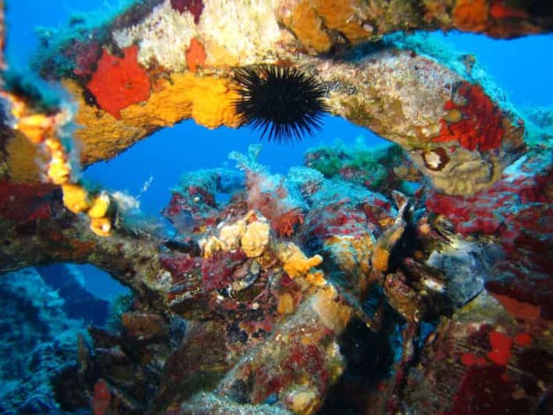 Billet Calvi : Leçons de plongée avec certificat PE20 avec instructeur