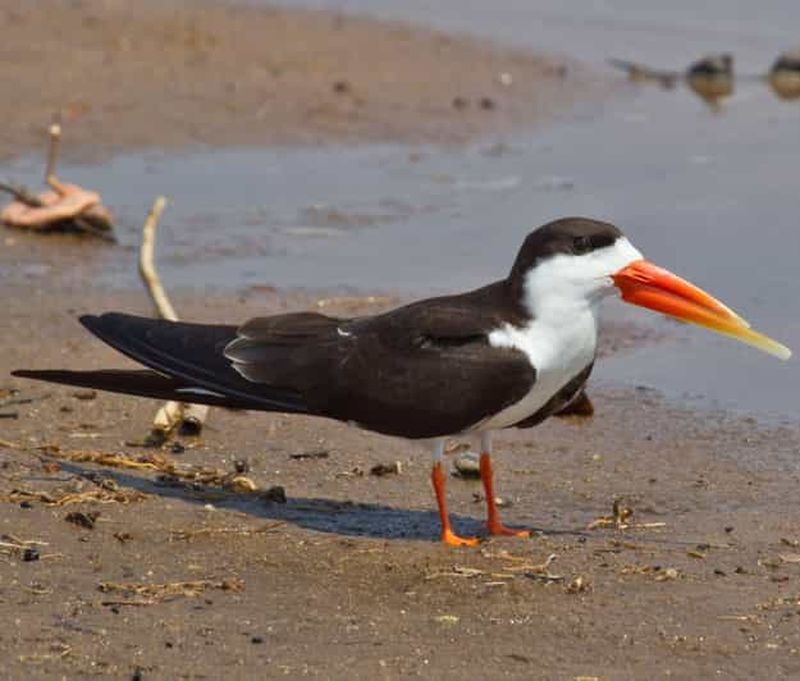 Billet Depuis Livingstone ou Lusaka : safari dans le parc national de Lochinvar