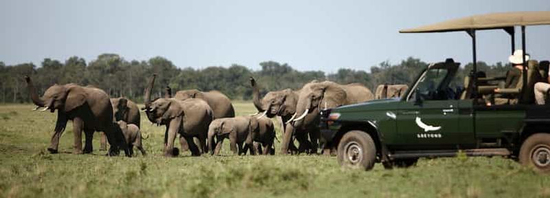 Billet Twyfelfontein : safari privé à la découverte des éléphants du désert et de l'art rupestre
