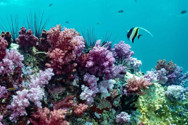 Billet Koh Lipe : expérience d'une journée de plongée sous-marine
