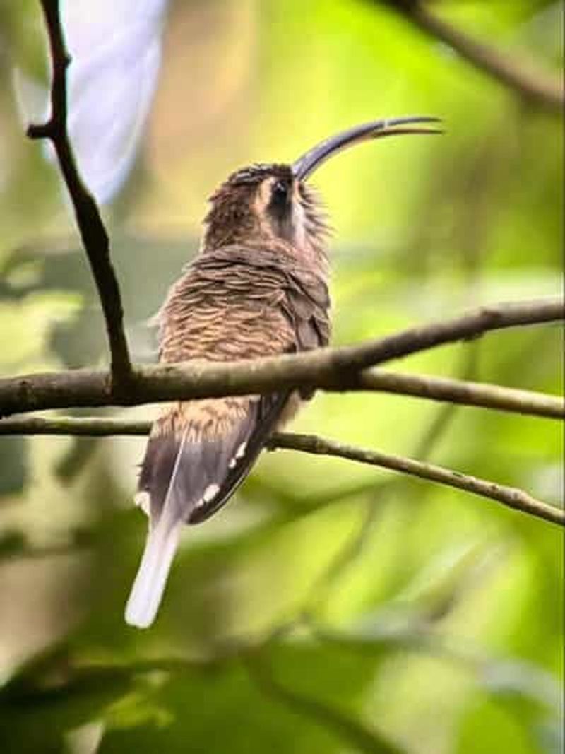 Billet Uvita : excursion d'observation des oiseaux