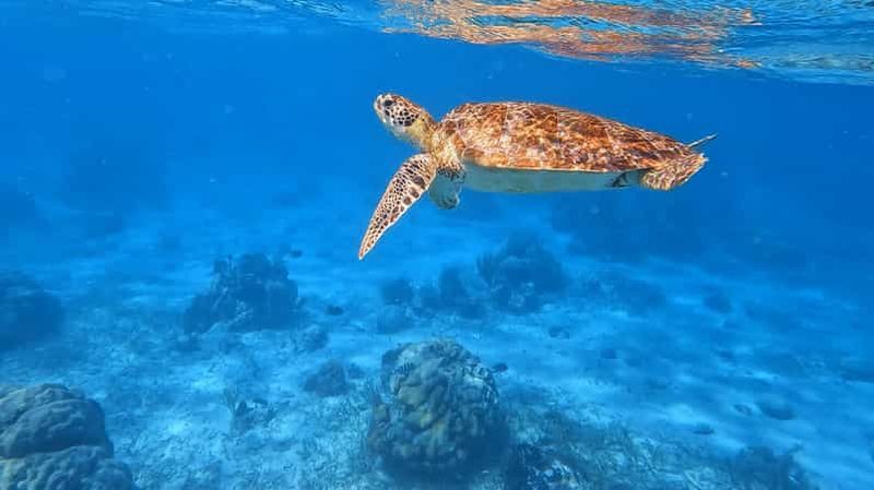 Billet Caye Caulker : excursion de snorkeling d'une demi-journée avec croisière au coucher du soleil