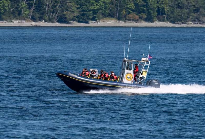 Billet Campbell River : 4 heures d'excursion en bateau zodiac pour observer les baleines et la faune
