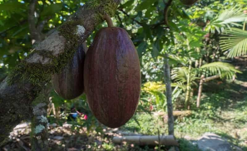Billet Medellín : visite d'une plantation de cacao avec randonnée vers une cascade et déjeuner