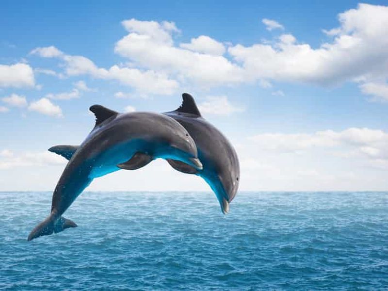 Billet Depuis Mascate : excursion d'une journée à la découverte des dauphins