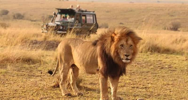 Billet 6 jours Masai Mara/Serengeti et cratère du Ngorongoro