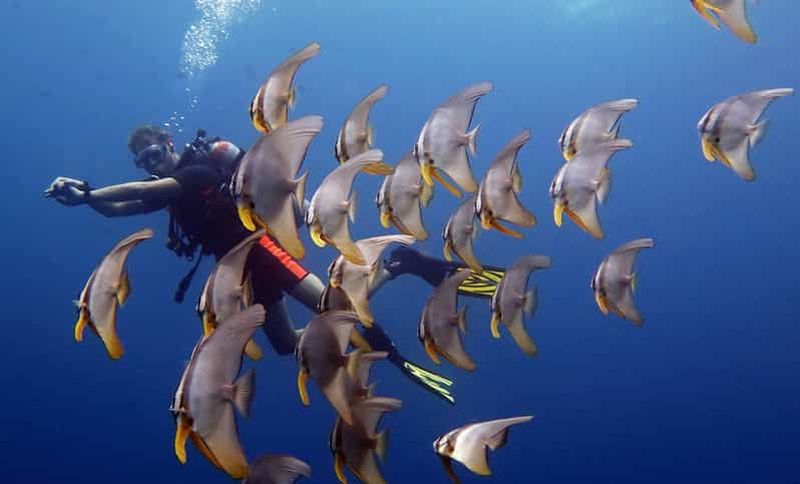 Billet Au départ de Koh Kood : Excursion de plongée certifiée