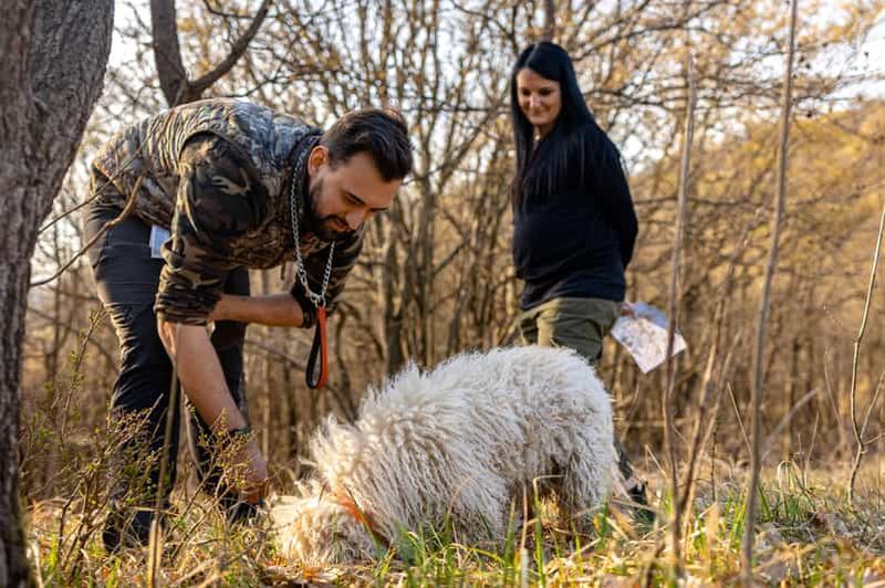 Billet Langhe : Chasse aux truffes au coucher du soleil avec dégustation et vin