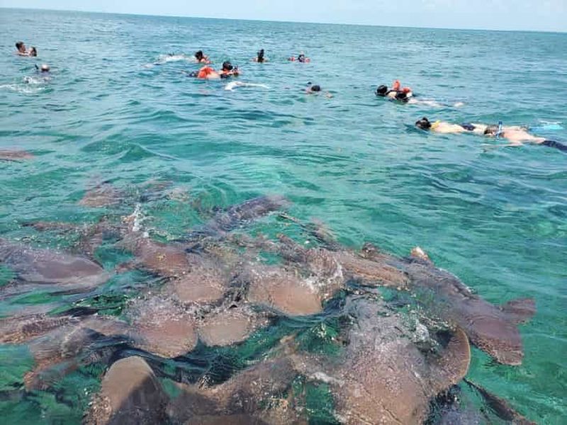 Billet Réserve marine de Caye Caulker : une demi-journée de plongée avec tuba