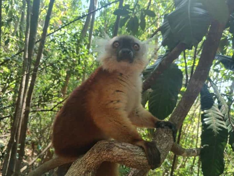 Billet Madagascar : Visite guidée de plusieurs jours