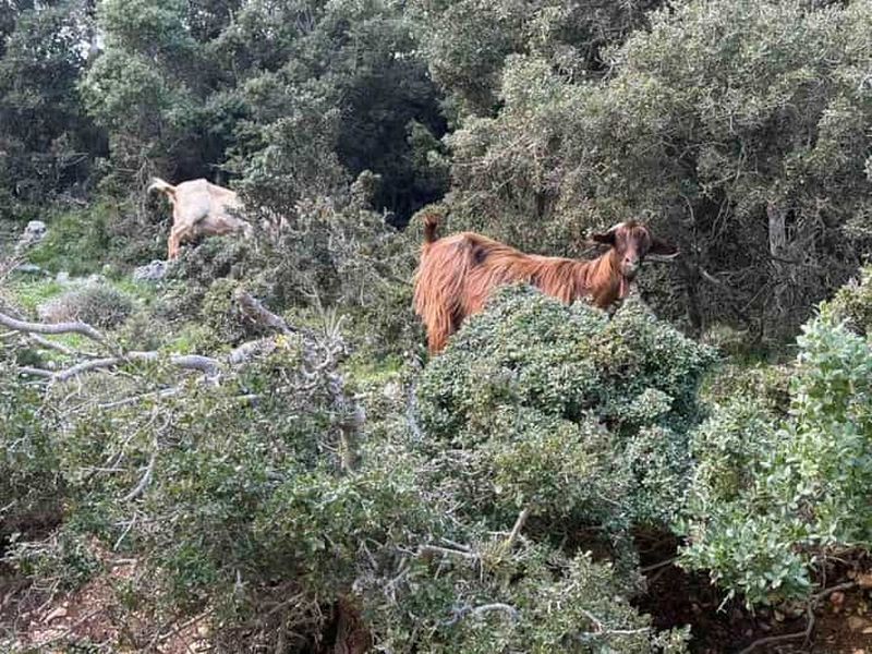 Billet Céphalonie : Expérience Premium en Van 4x4 sur l'Ainos