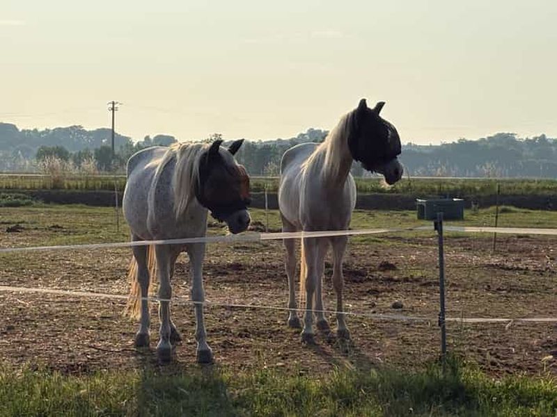 Billet Parc du Mincio : Promenade à cheval dans les collines